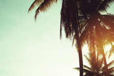 Günbatımında tropik hindistan cevizi ağaçları gökyüzü ışıldar ve bokeh doğa arka planı.