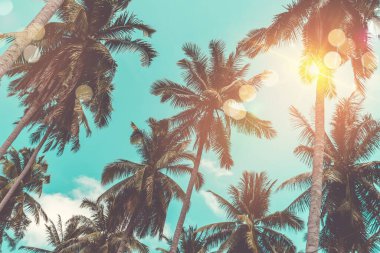 Günbatımında tropik hindistan cevizi ağaçları gökyüzü ışıldar ve bokeh doğa arka planı.