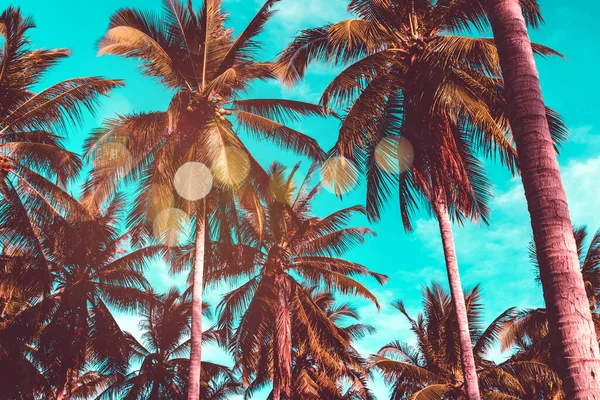 Тропические Пальмы Кокосовые Пальмы Закате Небо Вспышки Bokeh Природный Фон — стоковое фото