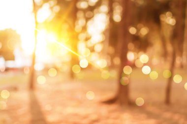 Bulanık doğa, kumsalda yeşil park ve gün batımında tropikal hindistan cevizi ağaçları.