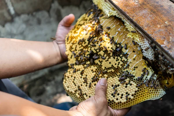 Eingeschlossenes Bienenvolk Voller Honig Mit Hohem Nährstoff Und Vitamingehalt — Stockfoto