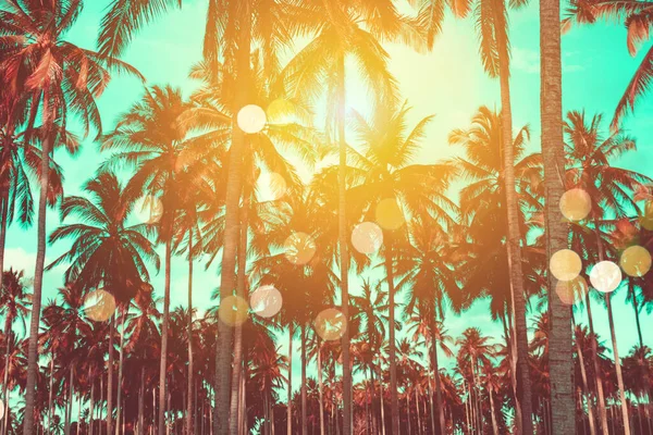 Тропические Пальмы Кокосовые Пальмы Закате Небо Вспышки Bokeh Природный Фон — стоковое фото