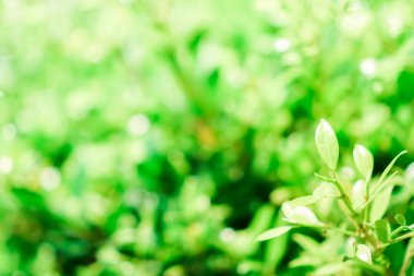 Seçici odak, güneş ışığıyla tropikal yaz yeşil yaprak arka planını kapattı.