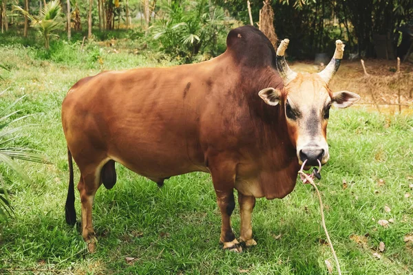 Коренная Корова Таиланда Острыми Рогами Людей Привели Борьбу Зеленым Фоном — стоковое фото