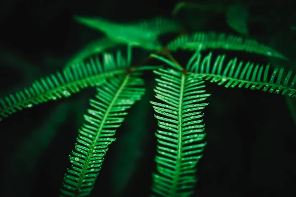 Foco Seletivo Fechado Até Verão Tropical Folha Verde Fundo Tom — Fotografia de Stock