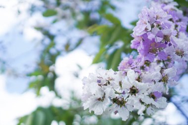 Güzel renkli çiçeklerin seçici odak noktası yaz bokeh arkaplanı. Klasik renk tarzı..