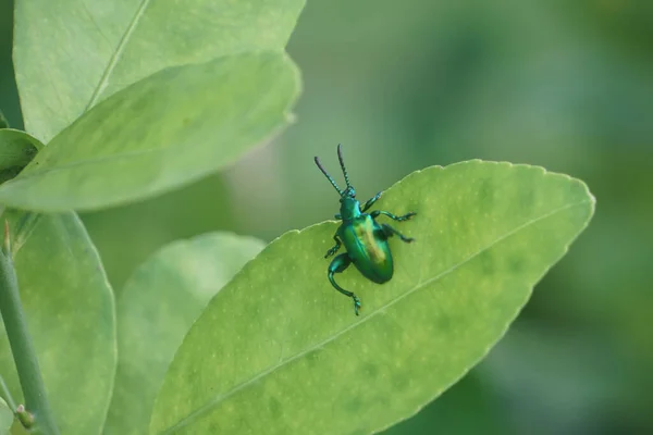 Geschlossen Kleine Grüne Käfer Auf Natur Grünen Blatt Hintergrund — Stockfoto