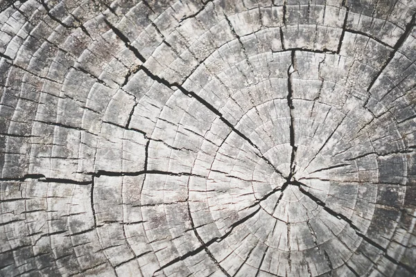 Abstract Old Grunge Wood Texture Blank Space Background — Stock Photo, Image