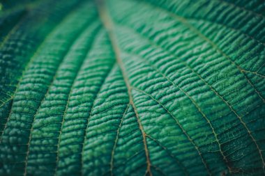 Seçici odak, tropikal yaz yeşil yaprak koyu ton arkaplanı kapatır