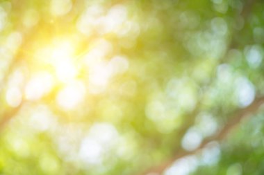 Yeşil doğa güneş ışığı soyut arkaplan bokeh renkli. Klasik pastel renk tonu.