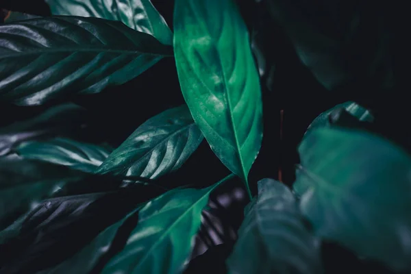 Enfoque Selectivo Cerrado Tropical Verano Verde Hoja Oscuro Tono Fondo — Foto de Stock