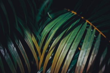 Seçici odak, tropikal yaz yeşil yaprak koyu ton arkaplanı kapatır