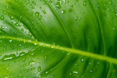 Yaprak dokusu soyut arkaplan üzerinde yağmur suyu damlası ile tropikal kapalı.