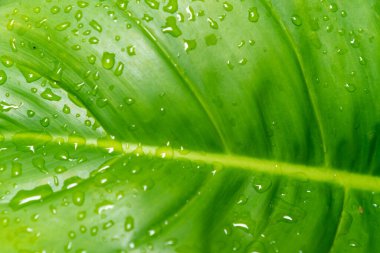 Yaprak dokusu soyut arkaplan üzerinde yağmur suyu damlası ile tropikal kapalı.