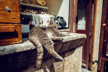 Vitrin üzerinde Gri kedi