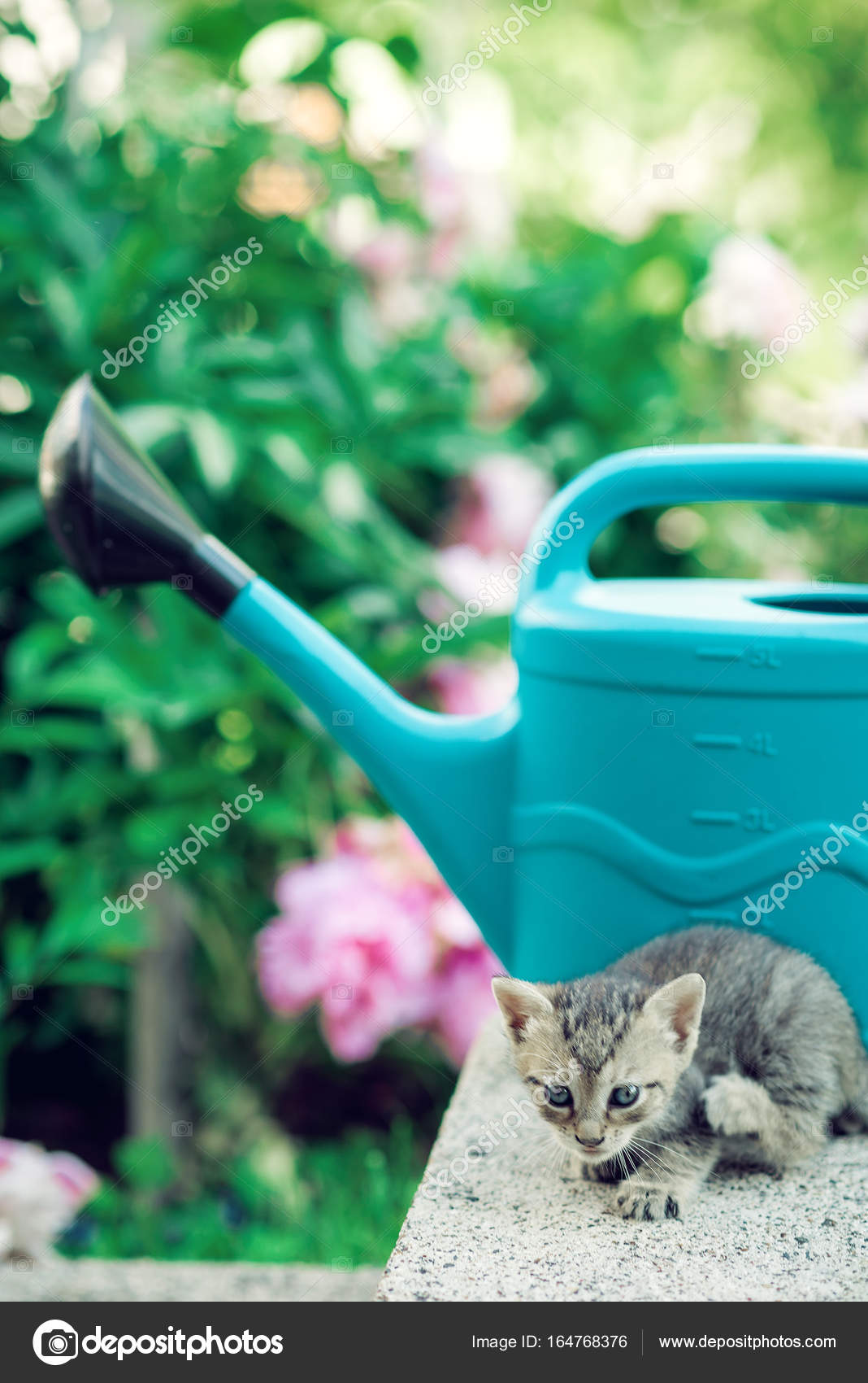 Bahçede oynayan bebek kedi yavrusu — Stok Foto © ozimicians 164768376