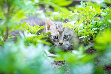 Bahçede oynayan bebek kedi yavrusu