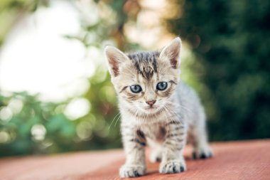 Bahçede oynayan bebek kedi yavrusu