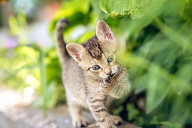 Bahçede oynayan bebek kedi yavrusu