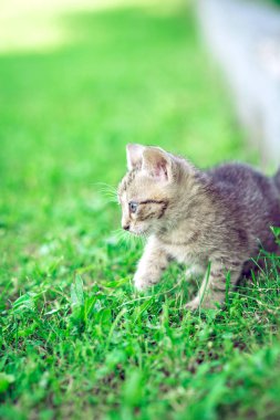 Bahçede oynayan bebek kedi yavrusu