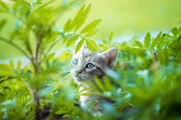 Bambino gattino che gioca in giardino — Foto Stock