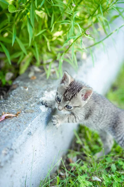 Miminko kotě hrající v zahradě — Stock fotografie