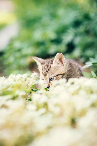 Bambino gattino che gioca in giardino — Foto Stock