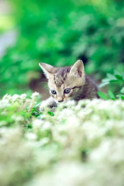 Дитячий кошеня грає в саду — стокове фото