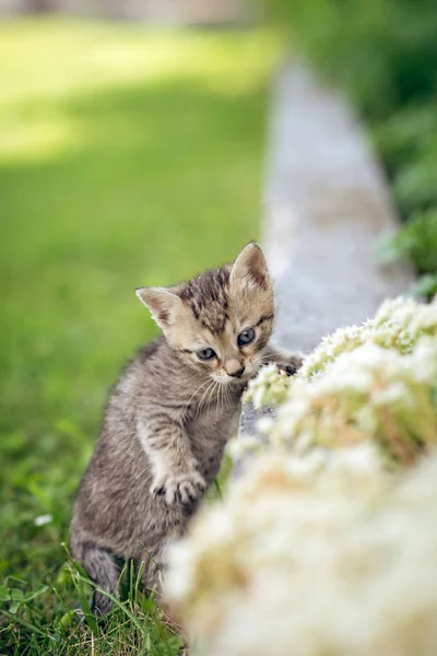 Baby kitten spelen in de tuin — Stockfoto
