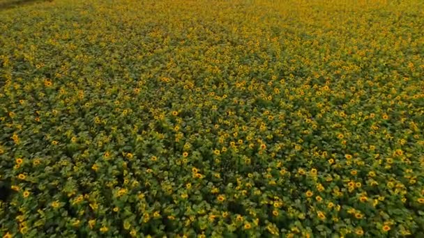 Aerial view of Sunflowers field. Flight over the sunflower field. — 비디오