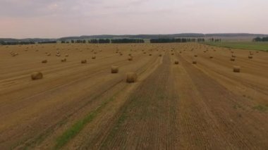 Hasır saman balyalarıyla buğday ya da çavdar tarlası üzerinde uçmak. Ziraat tarlasında kırsal havadan 4k video tarlası hasat edin. Ekmek üretim konsepti.