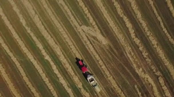 Tiro de dron de hacer cubos de heno con tractor. Maquinaria agrícola expulsando pacas de heno en un día soleado. Hay cubos de pila en el campo . — Vídeo de stock