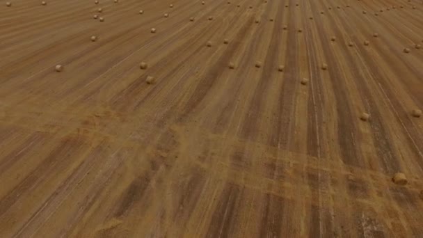 Flight over crop wheat or rye field with stook hay straw bales. Harvest agriculture farm rural aerial 4k video background. Bread production concept. — Stock Video