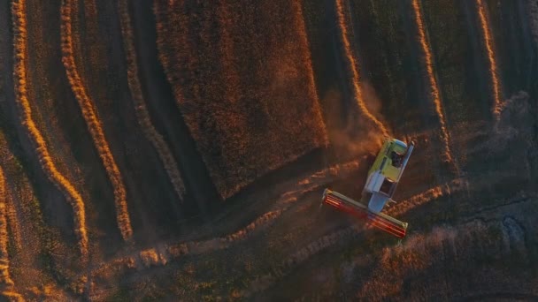 Vista aerea sopra lavoro combinare mietitrice in un campo al tramonto. Raccolta di trattori e macchine agricole — Video Stock