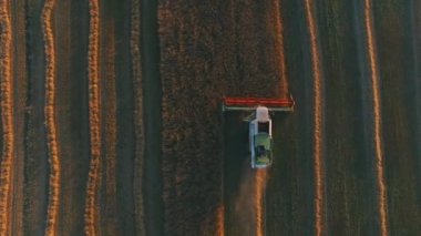 Hava manzaralı hasat makinesi buğdayı gün batımında topluyor. Hasat zamanı, hasat zamanı. 4 bin. Güzel doğal hava manzarası. Gıda endüstrisi kavramı.