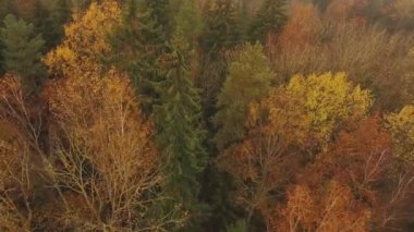 Hava görüntüsü. Sonbaharda yaprak döken ormanın tam üstünde..