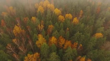 Belarus sonbahar ormanı. İnce sarı huş ağaçları.