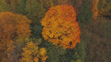 Parlak sonbahar yaprakları. Sonbahar ormanı.