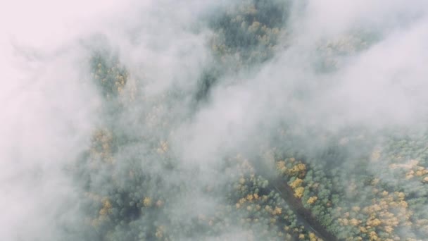 Niedrige Wolken. der Weg durch den herbstlichen Wald. — Stockvideo