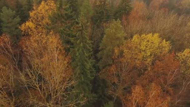 Aerial view. Directly above the deciduous forest in autumn. — Stock Video