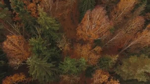 Widok z lotu ptaka. Bezpośrednio nad lasem liściastym jesienią. — Wideo stockowe