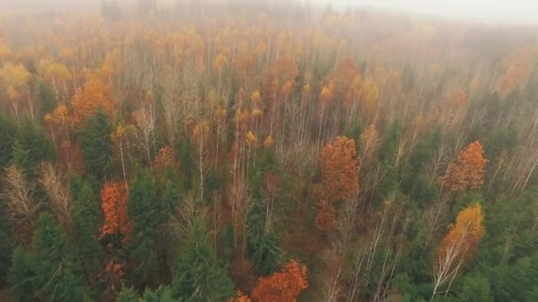 Bouleaux et pins d'automne dans le brouillard matinal . — Video