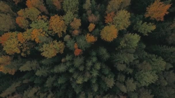 Floresta de cores de outono, Cinema 4k vista inclinação aérea sobre árvores coloridas de outono . — Vídeo de Stock