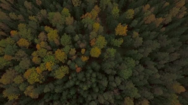 Couleur automnale forrest. Nuances de vert et de jaune . — Video