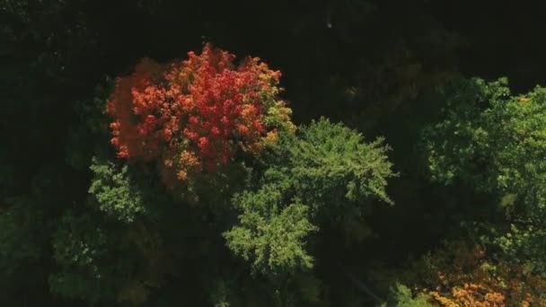 Drone volo sopra la foresta autunnale. Foglie e alberi d'autunno. — Video Stock