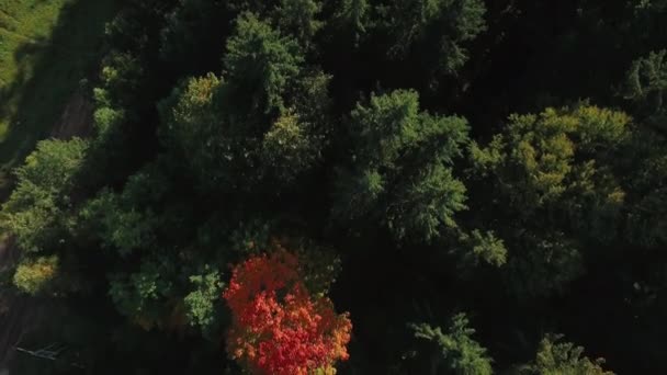 Flying directly above flying over a red-yellow tree among green firs . — Stock Video