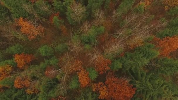 Voando sobre as copas das árvores. Floresta de outono — Vídeo de Stock