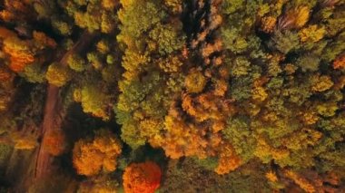 Altın sonbahar drone manzaralı orman manzaralı yukarıdan ve kırsal yoldan sarı ağaçlar