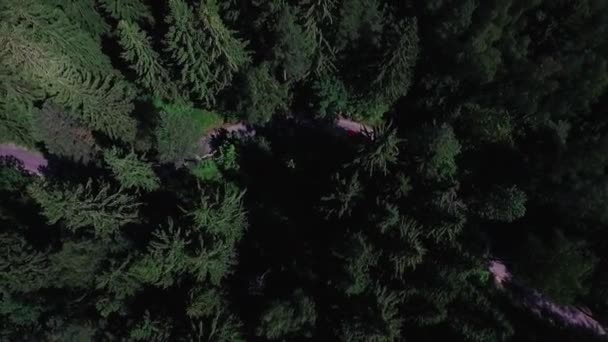 Vista aerea di auto rossa guida su strada di campagna nella foresta . — Video Stock