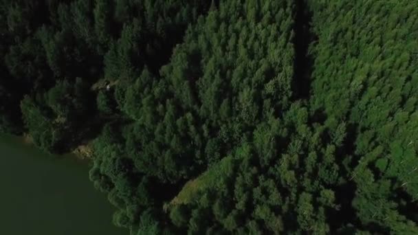 Hermoso lago en el verde bosque verano día soleado — Vídeo de stock